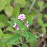 Lantana trifolia L.